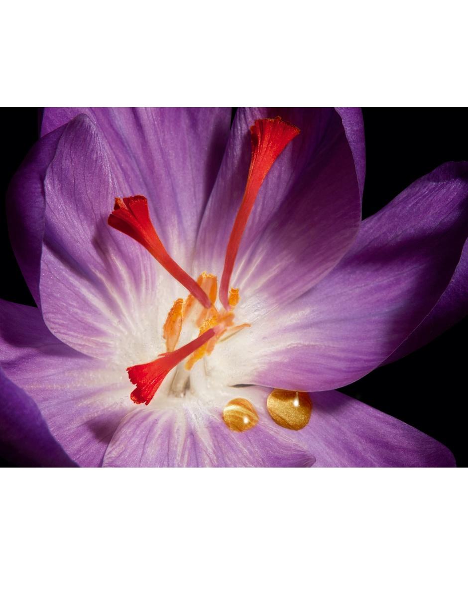 Crema facial recomendada para prevenir signos de la edad Yves Saint Laurent Or Rouge Crème todo tipo piel