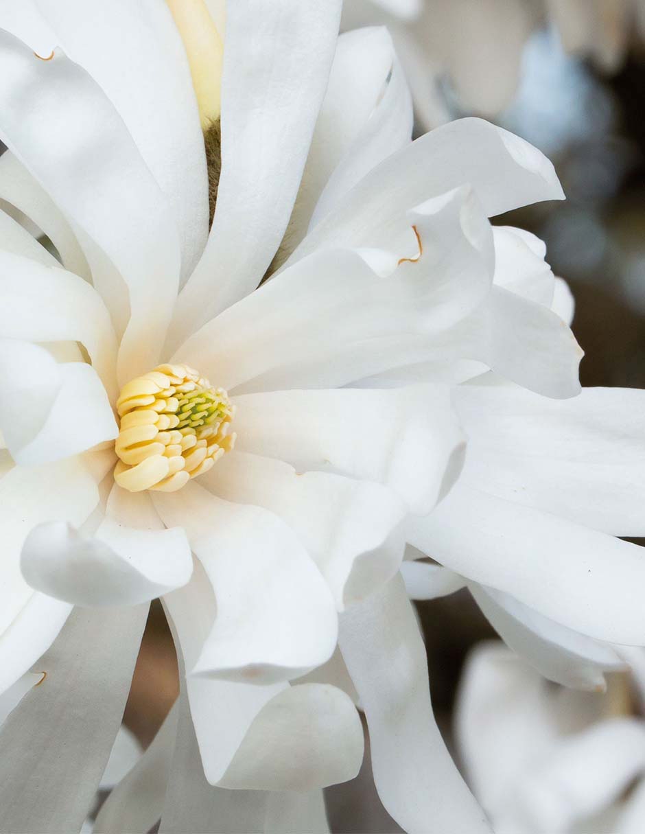 Eau de parfum Estée Lauder Beautiful Magnolia para mujer